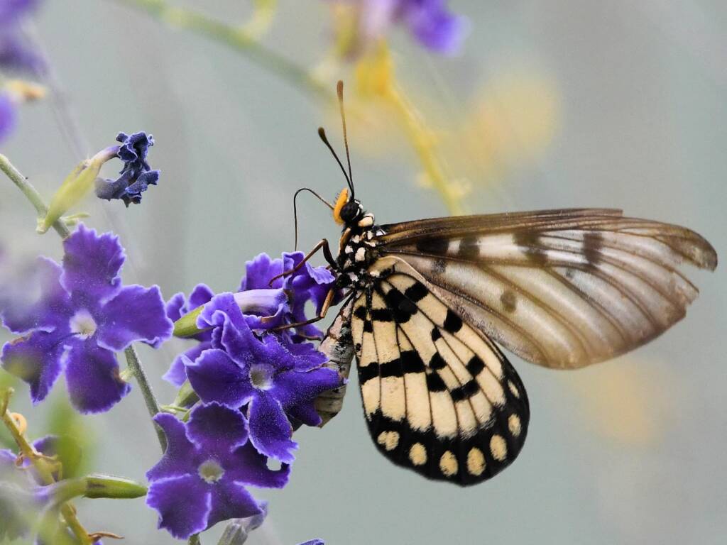 Glasswing (Acraea andromacha), Alice Springs NT © Dorothy Latimer
