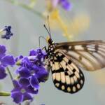 Glasswing (Acraea andromacha), Alice Springs NT © Dorothy Latimer