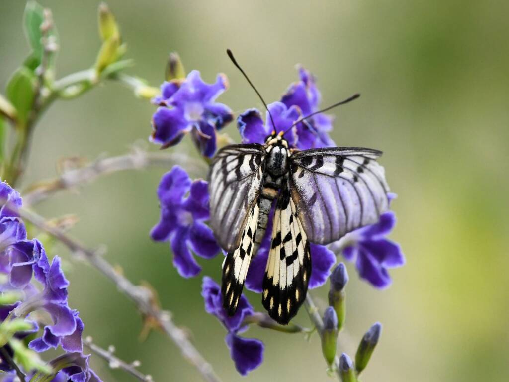 Glasswing (Acraea andromacha), Alice Springs NT © Dorothy Latimer