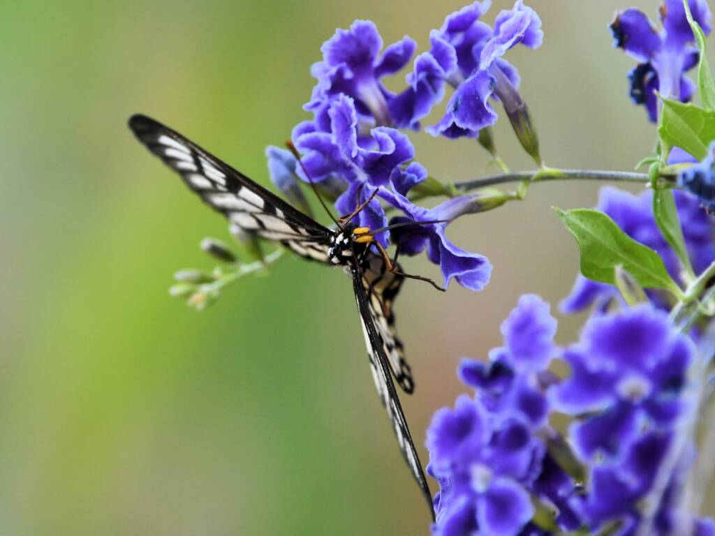 Glasswing (Acraea andromacha), Alice Springs NT © Dorothy Latimer