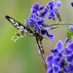 Glasswing (Acraea andromacha), Alice Springs NT © Dorothy Latimer