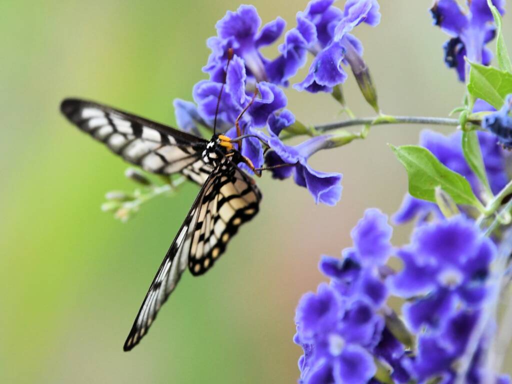 Glasswing (Acraea andromacha), Alice Springs NT © Dorothy Latimer