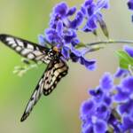 Glasswing (Acraea andromacha), Alice Springs NT © Dorothy Latimer