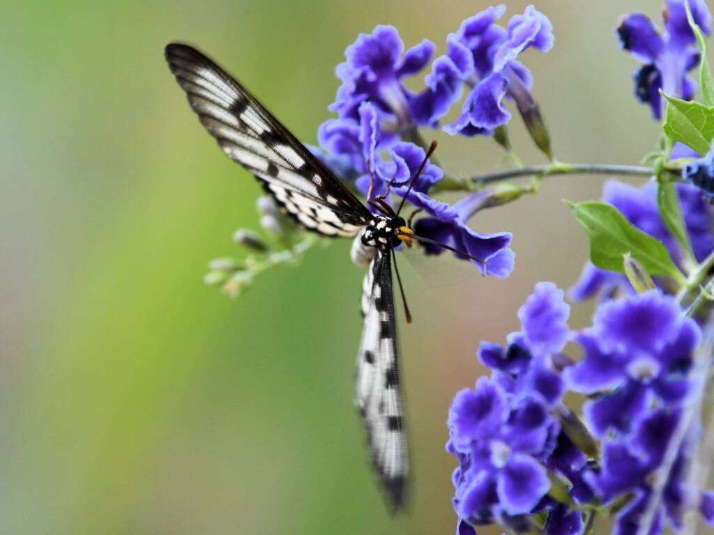 Glasswing (Acraea andromacha), Alice Springs NT © Dorothy Latimer