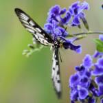 Glasswing (Acraea andromacha), Alice Springs NT © Dorothy Latimer