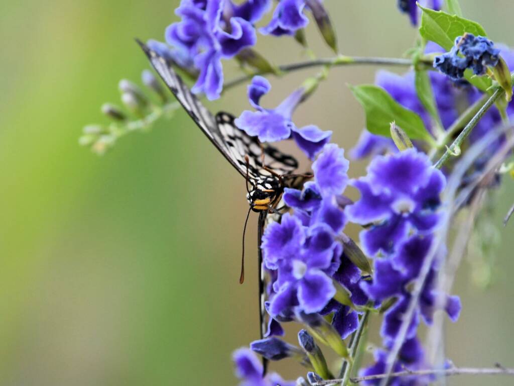 Glasswing (Acraea andromacha), Alice Springs NT © Dorothy Latimer