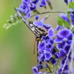 Glasswing (Acraea andromacha), Alice Springs NT © Dorothy Latimer