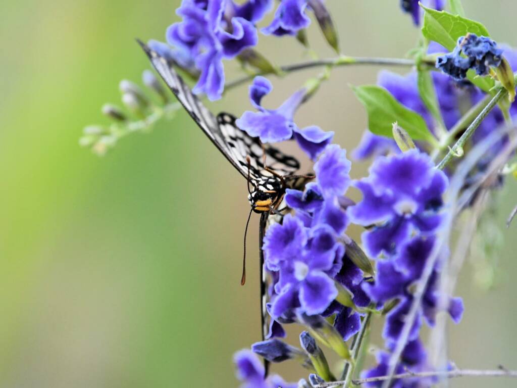 Glasswing (Acraea andromacha), Alice Springs NT © Dorothy Latimer