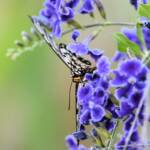 Glasswing (Acraea andromacha), Alice Springs NT © Dorothy Latimer