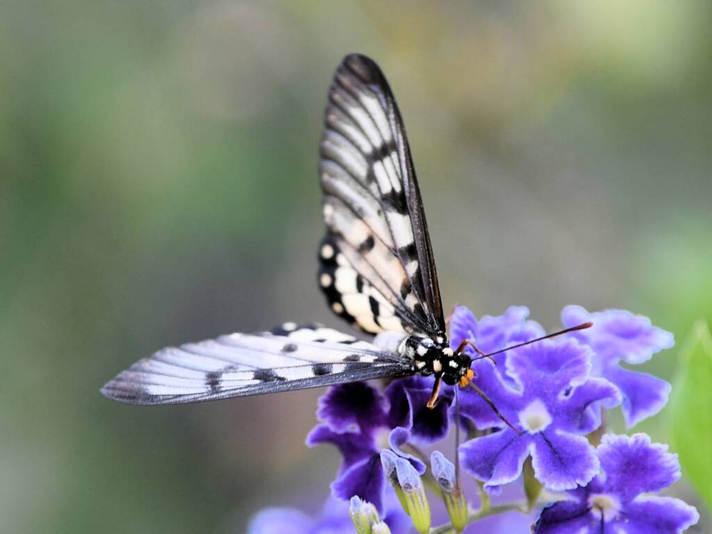 Glasswing (Acraea andromacha), Alice Springs NT © Dorothy Latimer
