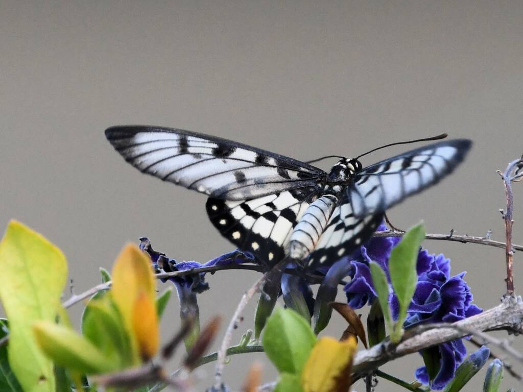 Glasswing (Acraea andromacha), Alice Springs NT © Dorothy Latimer
