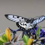 Glasswing (Acraea andromacha), Alice Springs NT © Dorothy Latimer
