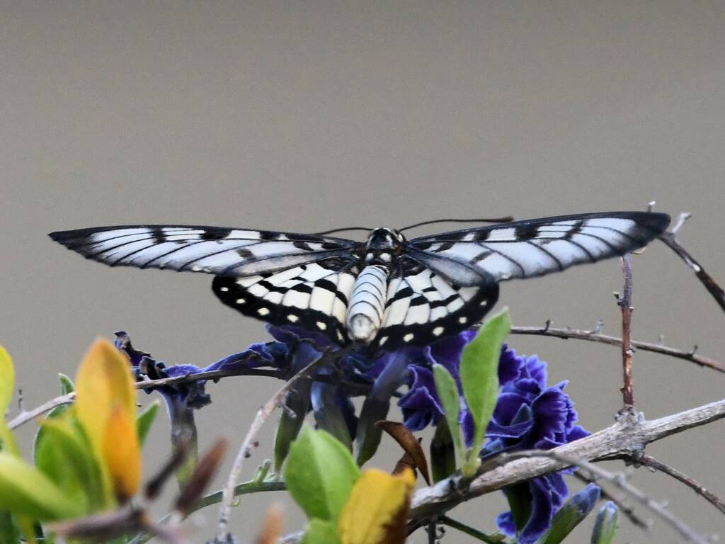 Glasswing (Acraea andromacha), Alice Springs NT © Dorothy Latimer