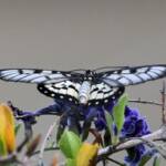 Glasswing (Acraea andromacha), Alice Springs NT © Dorothy Latimer