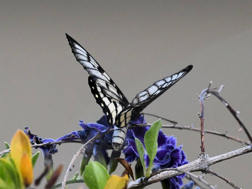 Glasswing (Acraea andromacha), Alice Springs NT © Dorothy Latimer