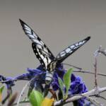 Glasswing (Acraea andromacha), Alice Springs NT © Dorothy Latimer