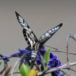 Glasswing (Acraea andromacha), Alice Springs NT © Dorothy Latimer
