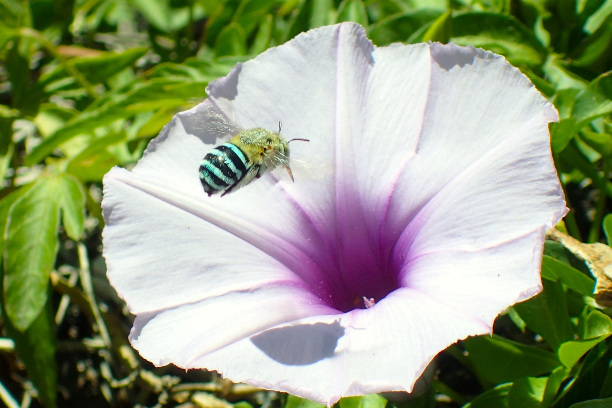 smaller than average little Amegilla…