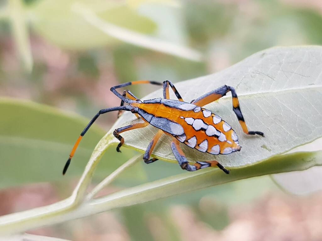 Eucalyptus Tip-wilting Bug (Amorbus alternatus), nymph, Araluen, Alice Springs NT