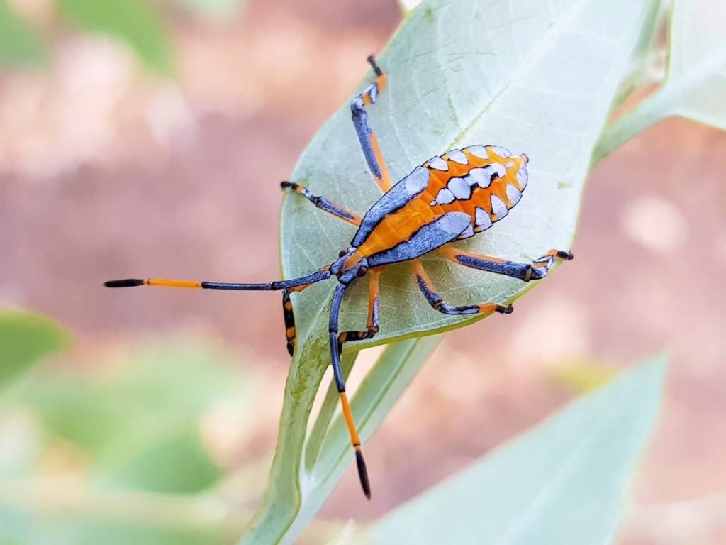 Eucalyptus Tip-wilting Bug (Amorbus alternatus), nymph, Araluen, Alice Springs NT