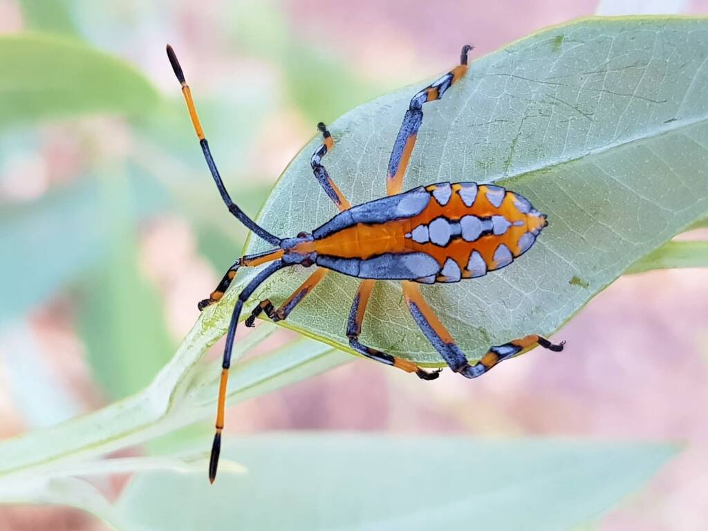 Eucalyptus Tip-wilting Bug (Amorbus alternatus), nymph, Araluen, Alice Springs NT