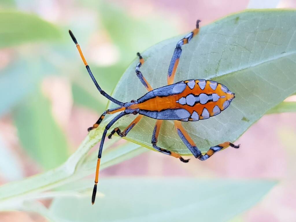 Eucalyptus Tip-wilting Bug (Amorbus alternatus), nymph, Araluen, Alice Springs NT