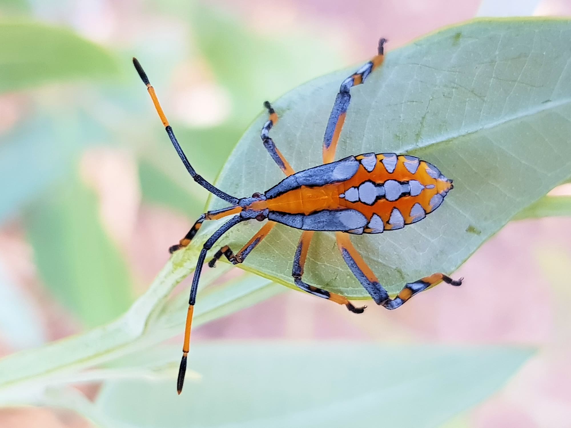 Eucalyptus Tip-wilting Bug (Amorbus alternatus), nymph, Araluen, Alice Springs NT