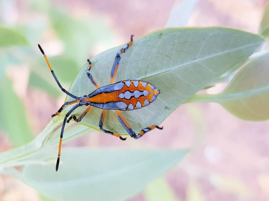 Eucalyptus Tip-wilting Bug (Amorbus alternatus), nymph, Araluen, Alice Springs NT
