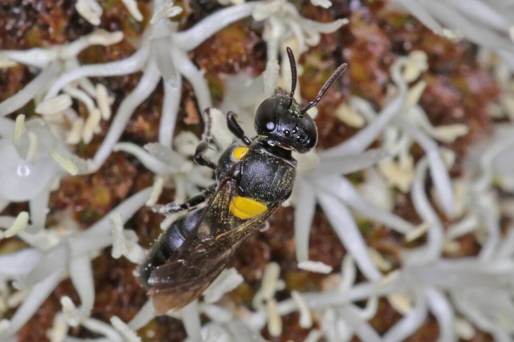 Amphylaeus (Agogenohylaeus) obscuriceps on Xanthorrhoea johnsonii, Ballandean QLD © Marc Newman