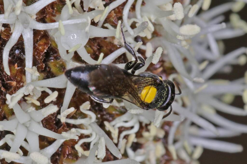 Amphylaeus (Agogenohylaeus) obscuriceps on Xanthorrhoea johnsonii, Ballandean QLD © Marc Newman
