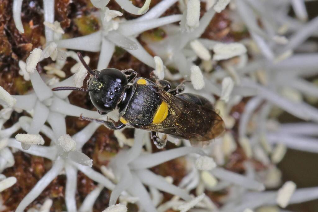 Amphylaeus (Agogenohylaeus) obscuriceps on Xanthorrhoea johnsonii, Ballandean QLD © Marc Newman