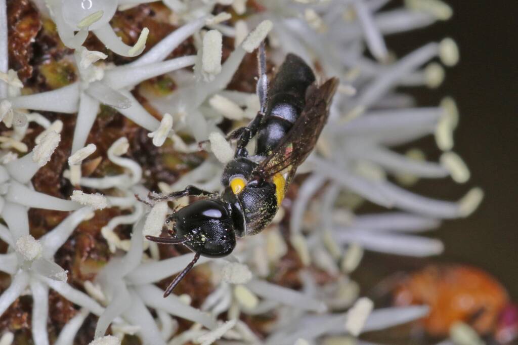 Amphylaeus (Agogenohylaeus) obscuriceps on Xanthorrhoea johnsonii, Ballandean QLD © Marc Newman