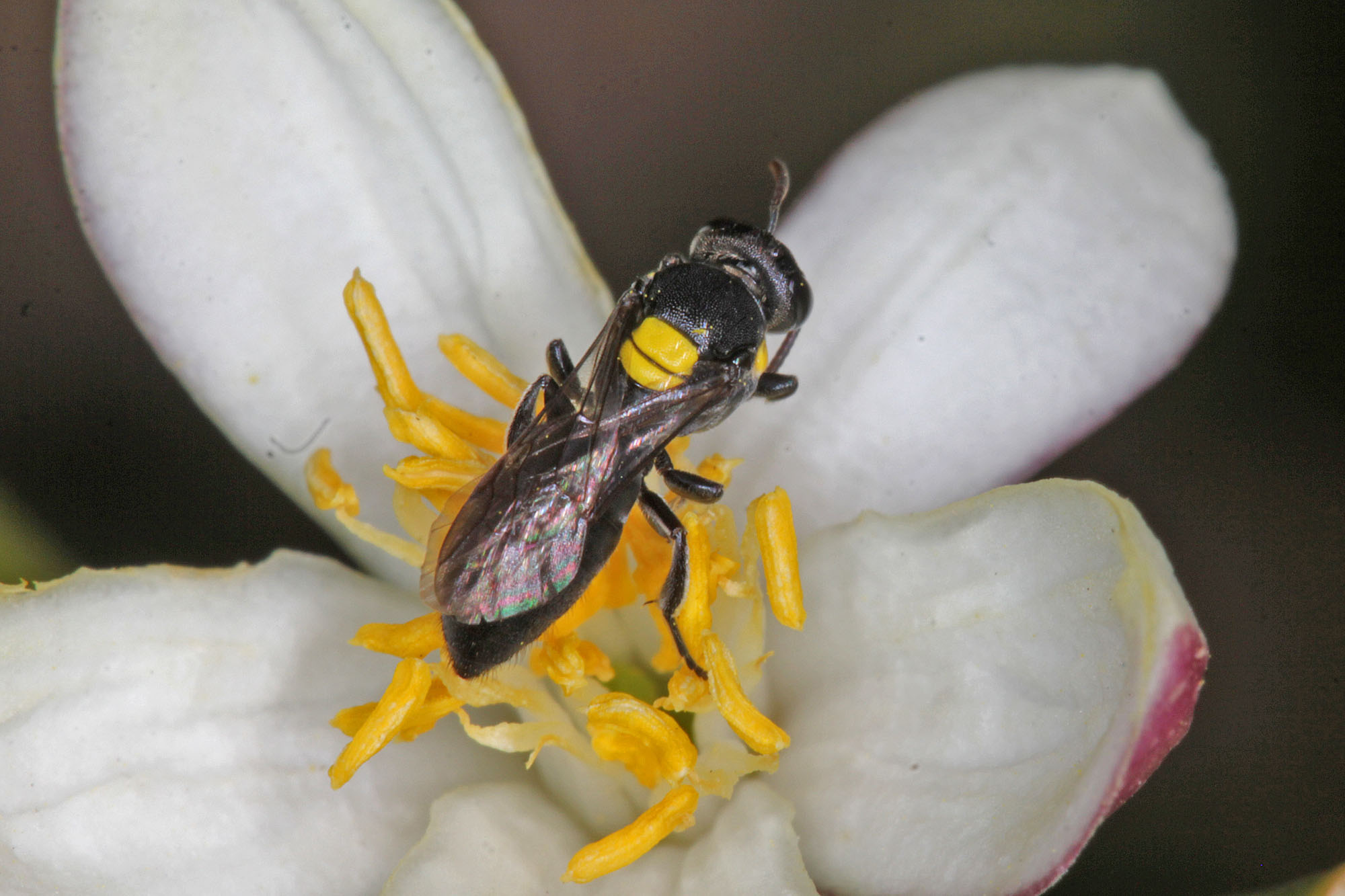 Amphylaeus (Agogenohylaeus) obscuriceps on citrus lemon flower, Ballandean QLD © Marc Newman