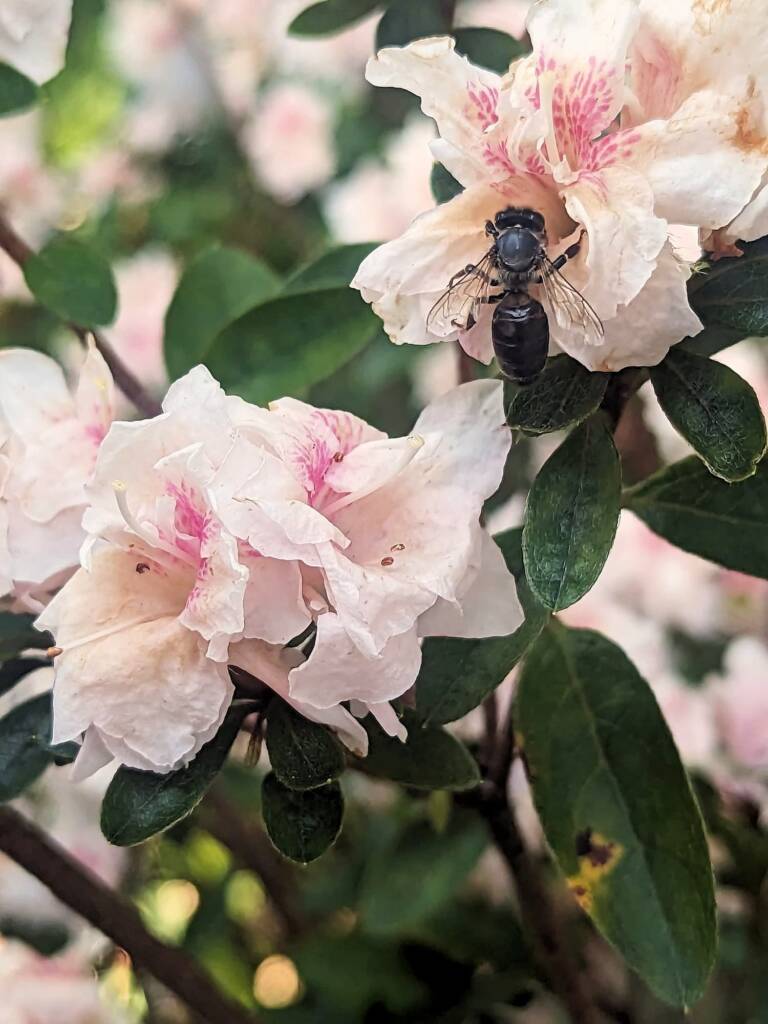 Apis mellifera, Sydney NSW © Emily Olive