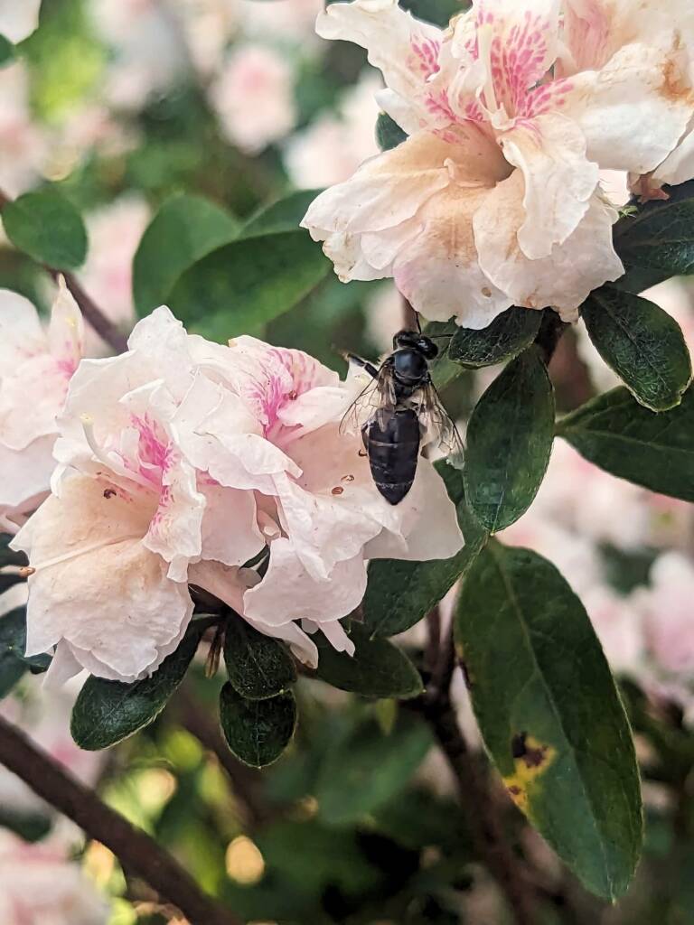 Apis mellifera, Sydney NSW © Emily Olive