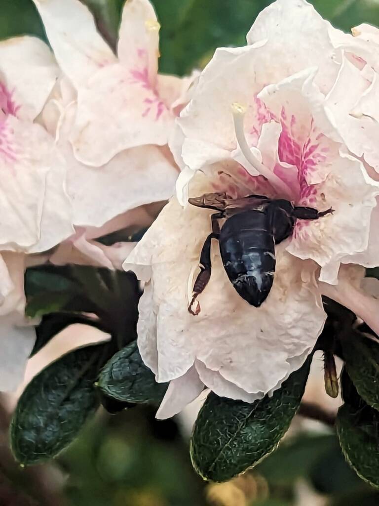 Apis mellifera, Sydney NSW © Emily Olive