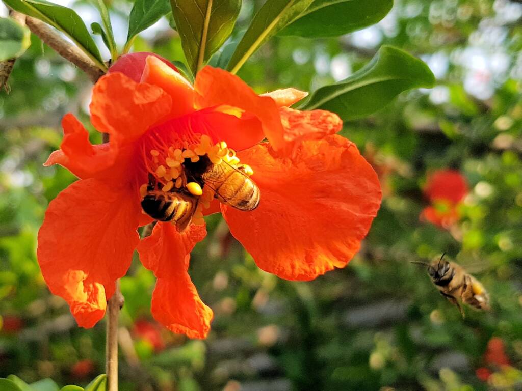 Apis mellifera on Punica granatum (Pomegranate), Alice Springs NT