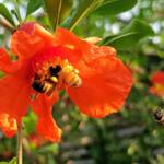 Apis mellifera on Punica granatum (Pomegranate), Alice Springs NT