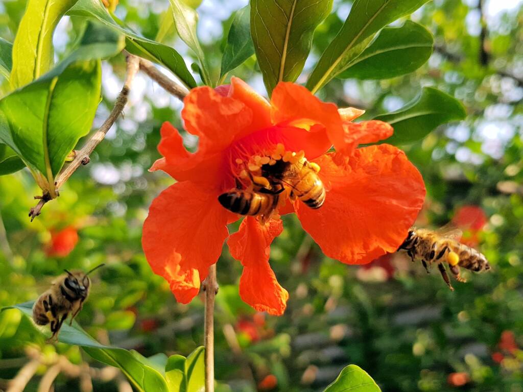 Apis mellifera on Punica granatum (Pomegranate), Alice Springs NT