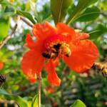 Apis mellifera on Punica granatum (Pomegranate), Alice Springs NT