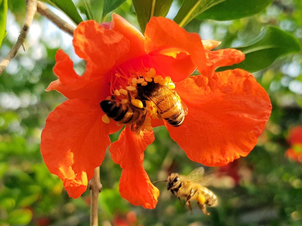 Apis mellifera on Punica granatum (Pomegranate), Alice Springs NT