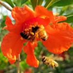 Apis mellifera on Punica granatum (Pomegranate), Alice Springs NT