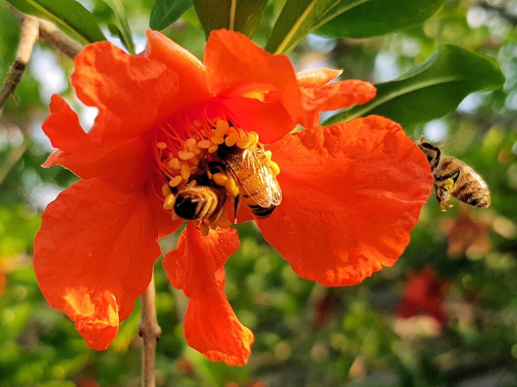 Apis mellifera on Punica granatum (Pomegranate), Alice Springs NT
