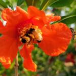 Apis mellifera on Punica granatum (Pomegranate), Alice Springs NT