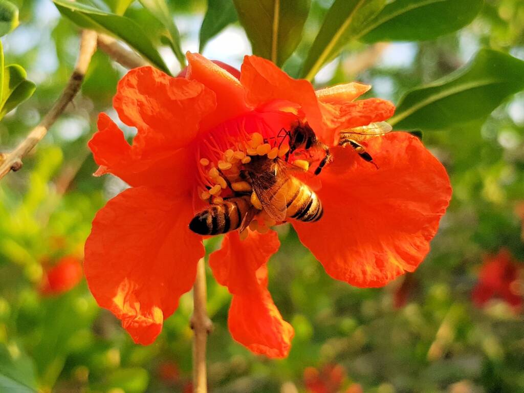 Apis mellifera on Punica granatum (Pomegranate), Alice Springs NT
