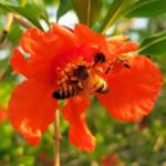 Apis mellifera on Punica granatum (Pomegranate), Alice Springs NT