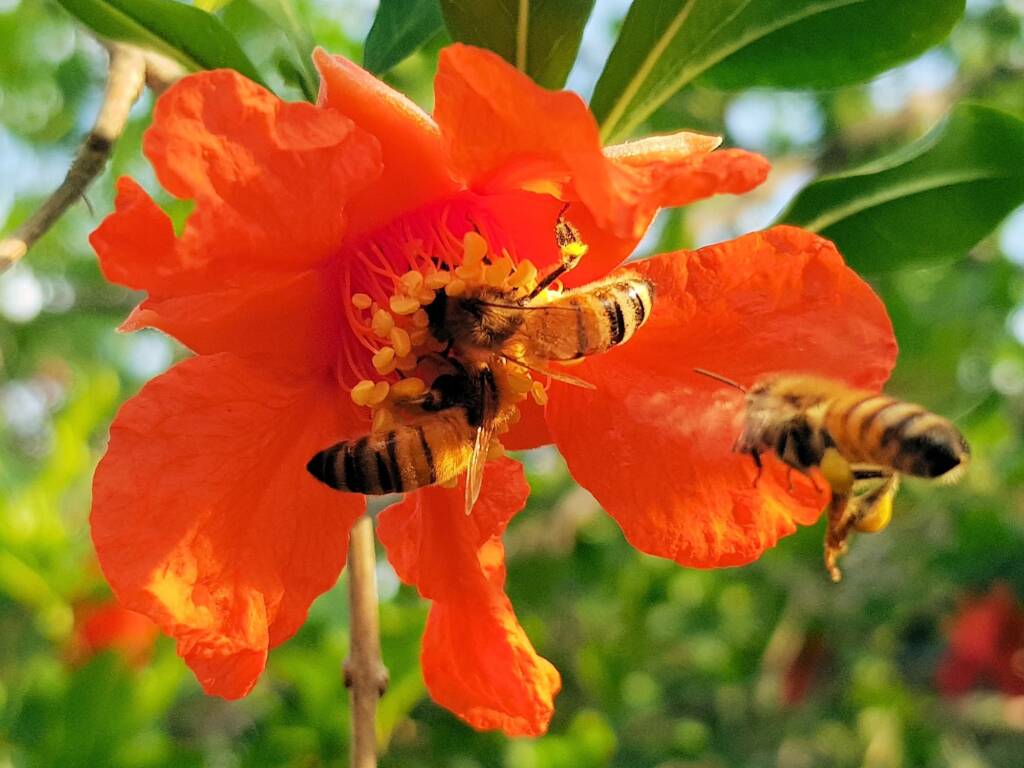 Apis mellifera on Punica granatum (Pomegranate), Alice Springs NT