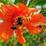 Apis mellifera on Punica granatum (Pomegranate), Alice Springs NT