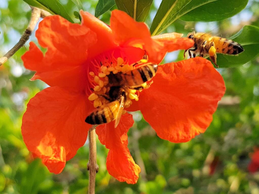 Apis mellifera on Punica granatum (Pomegranate), Alice Springs NT