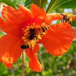Apis mellifera on Punica granatum (Pomegranate), Alice Springs NT
